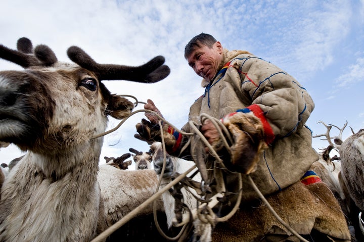 A Nenets herder