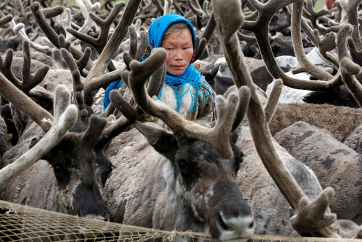 A Nenets woman stands with reindeer on the Yamal Peninsula, north of the polar circle.