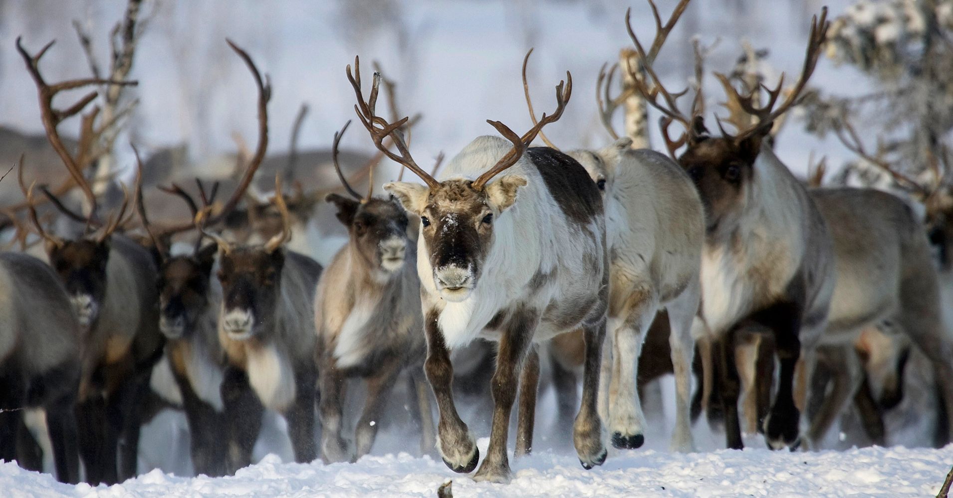 80,000 Reindeer Have Starved To Death In Siberia Because Of Melting Sea 