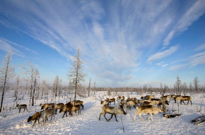 Reindeers graze near a Nenets settlement near the remote village of Gornokniazevsk on the Yamal Peninsula. 