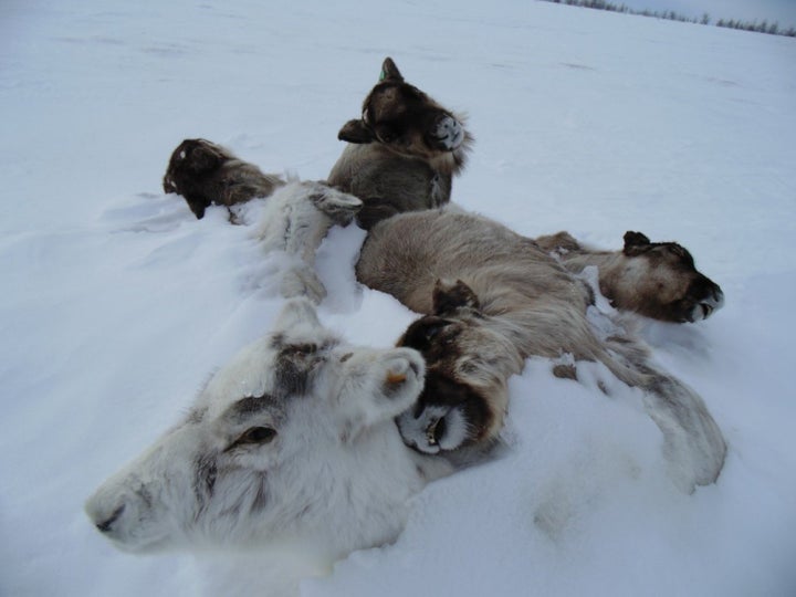 At least 80,000 reindeer died in two mass mortality events in the Yamal Peninsula in the past decade, according to new research. Climate change is likely the culprit. 