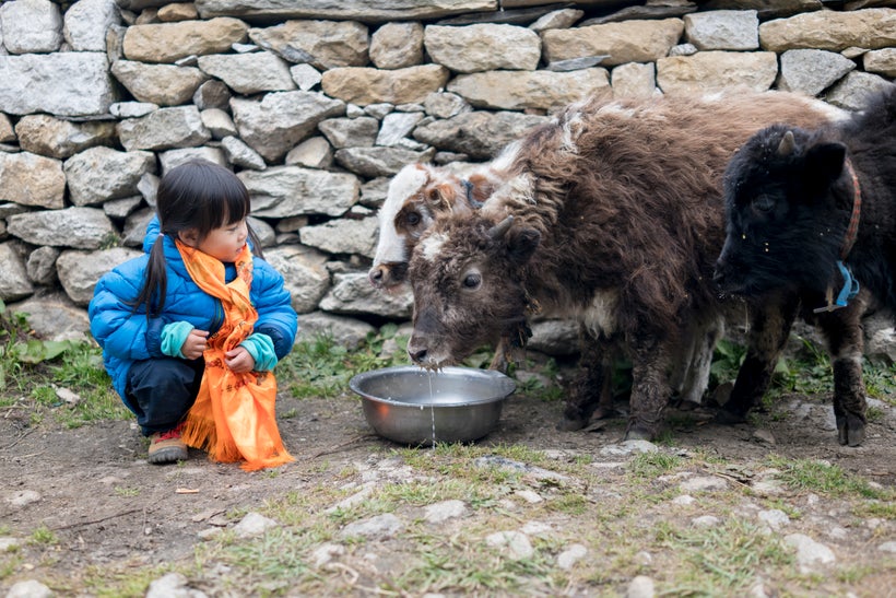 <em>Little Chow gets to feed and interact with some baby yaks in Pangboche, a village 4000m above sea level. This is possibly