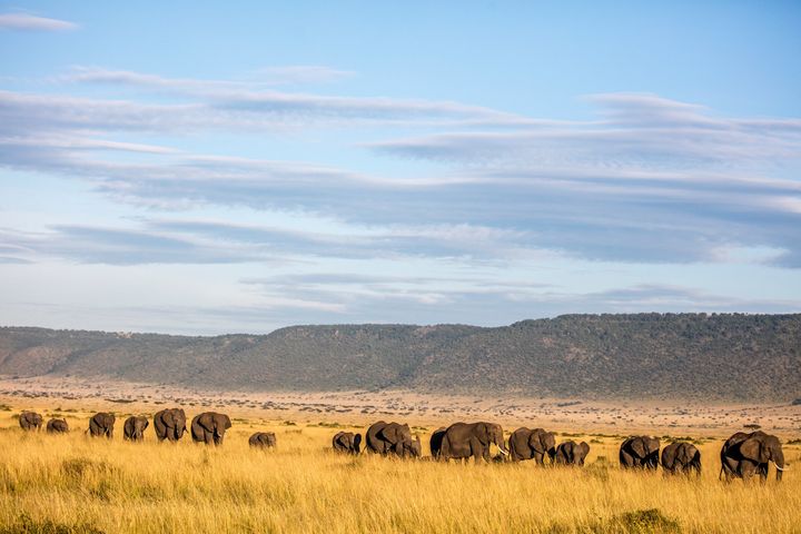 African elephants on in the Mara Conservancy in the Maasai Mara National Reserve in Kenya.