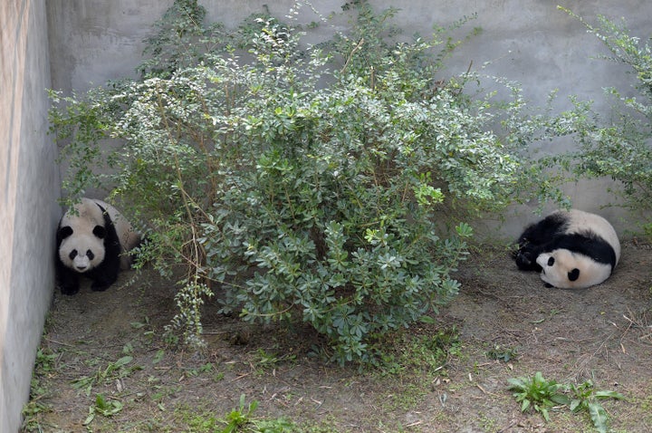 Giant panda twins Mei Lun (left) and Mei Huan stay at Chengdu Research Base of Giant Panda Breeding on November 16, 2016 in C
