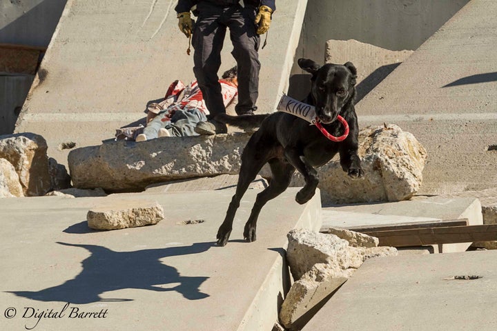 <p>Search and Rescue dog Kino celebrates finding victims buried in a rubble pile at the Del Valle Regional Training Facility</p>