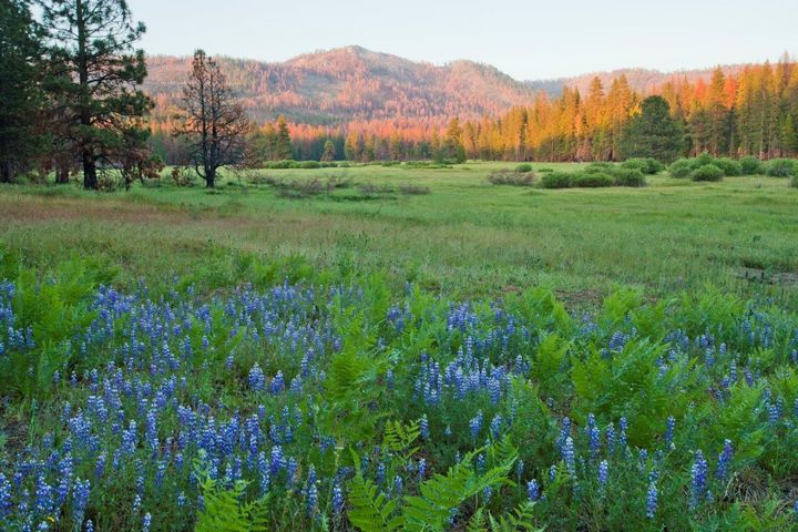 Ackerson Meadow, Yosemite NP