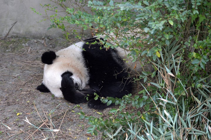 Giant panda Mei Lun sleeps at Chengdu Research Base of Giant Panda Breeding on Nov. 16.