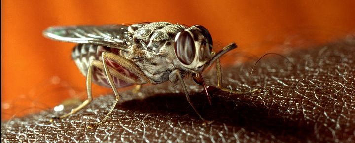 The tsetse fly, which feasts on blood, transmits sleeping sickness to humans.