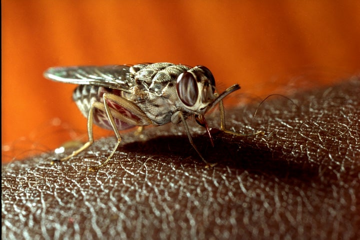 The tsetse fly, which feasts on blood, transmits sleeping sickness to humans.