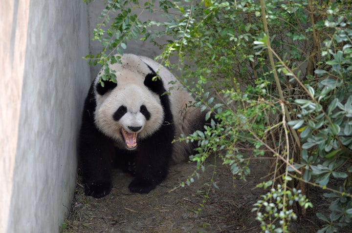 Giant panda Mei Lun yawns at Chengdu Research Base of Giant Panda Breeding on November 16, 2016 in Chengdu, Sichuan Province of China.