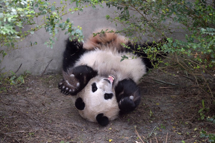 Giant panda Mei Huan lies on the ground at Chengdu Research Base of Giant Panda Breeding.