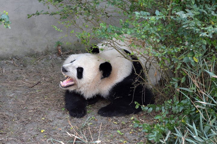 Giant panda Mei Huan yawns at Chengdu Research Base of Giant Panda Breeding on November 16, 2016.