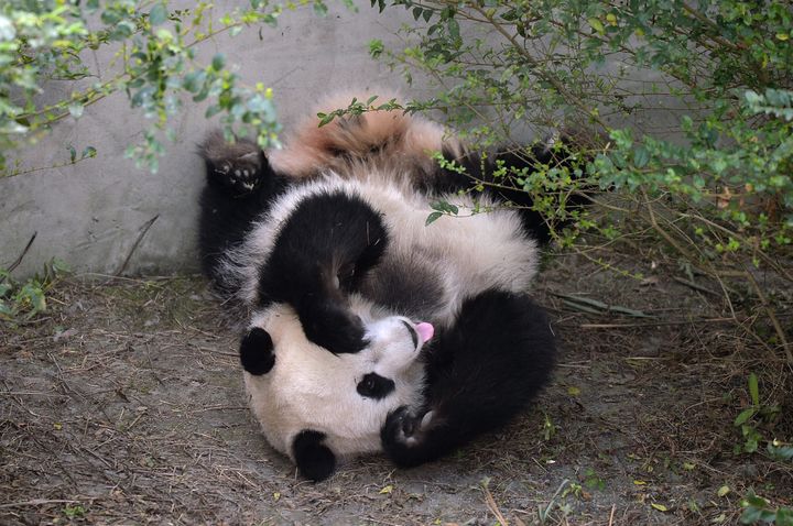 Giant panda Mei Huan yawns at Chengdu Research Base of Giant Panda Breeding on November 16, 2016.