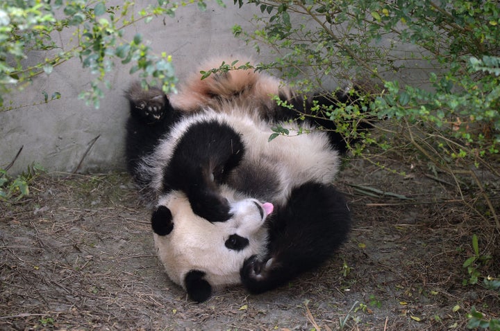 Giant panda Mei Huan yawns at Chengdu Research Base of Giant Panda Breeding on November 16, 2016.