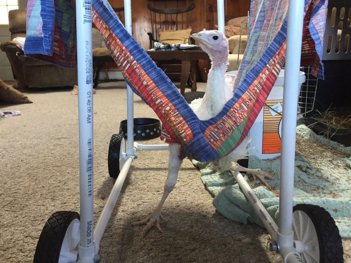 We built a wheelchair for Avery, but most sick or injured birds receive no care. 