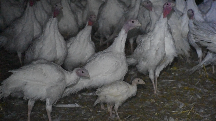 Avery was starving and just one fourth the size of the other birds on the farm.