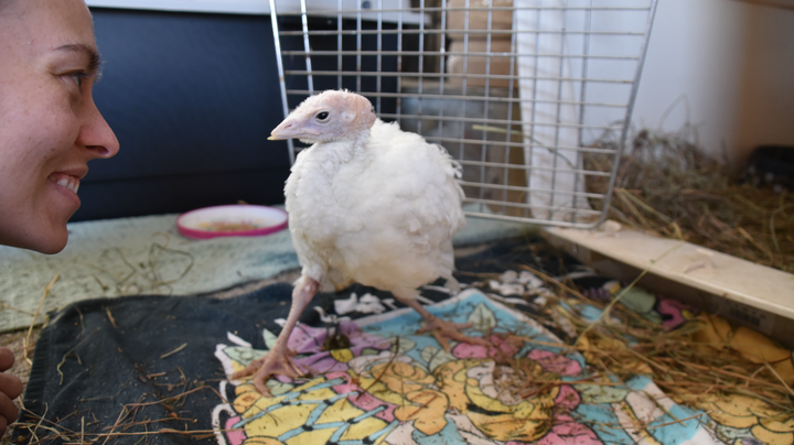 Avery, re-learning to walk and stand. When Americans meet birds like Avery, they fall in love and want them protected from ha
