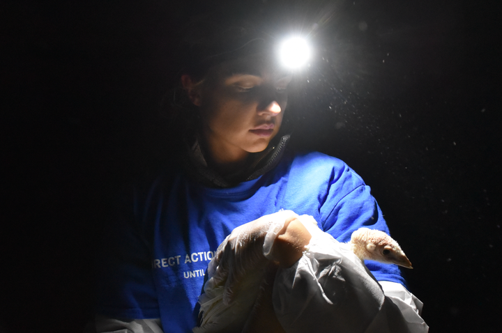 Distressed birds filled the barns at the White House’s turkey farm. We named this one Avery. 