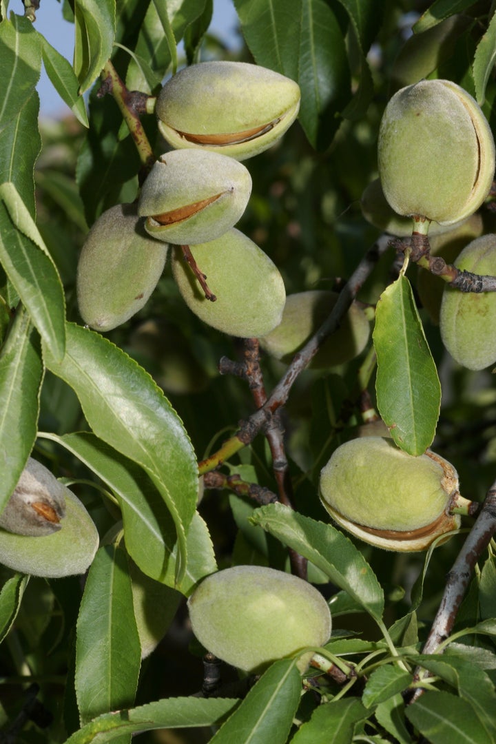 When the almonds are ripe, their hulls split open.