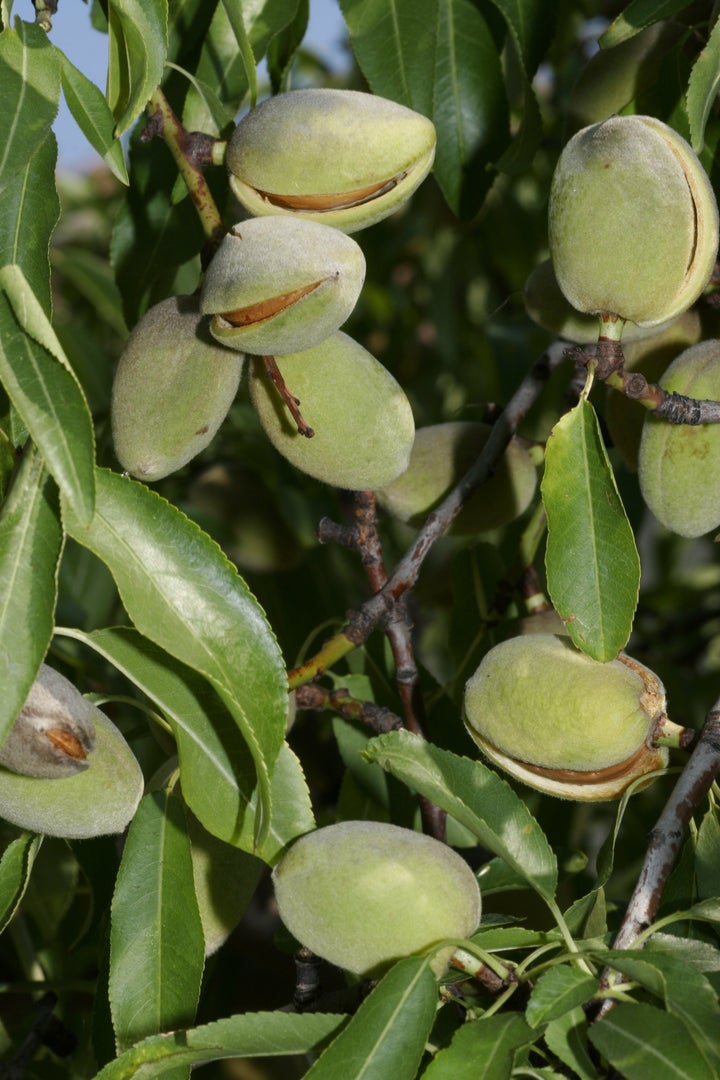 When the almonds are ripe, their hulls split open. 