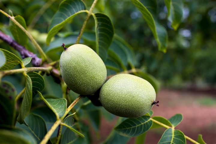 A walnut tree.
