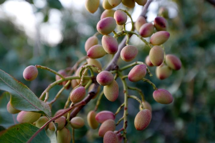A pistachio tree.
