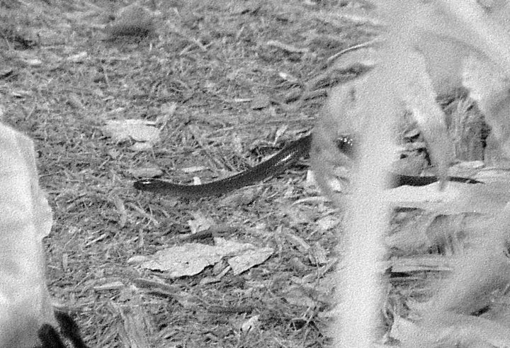 <strong>A 13th campmate makes its arrival, but it didn't stay long</strong>