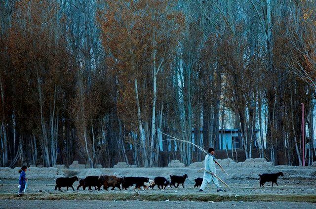 An Afghan man walks with his livestock in Bamiyan, Afghanistan, on Nov. 6, 2016.