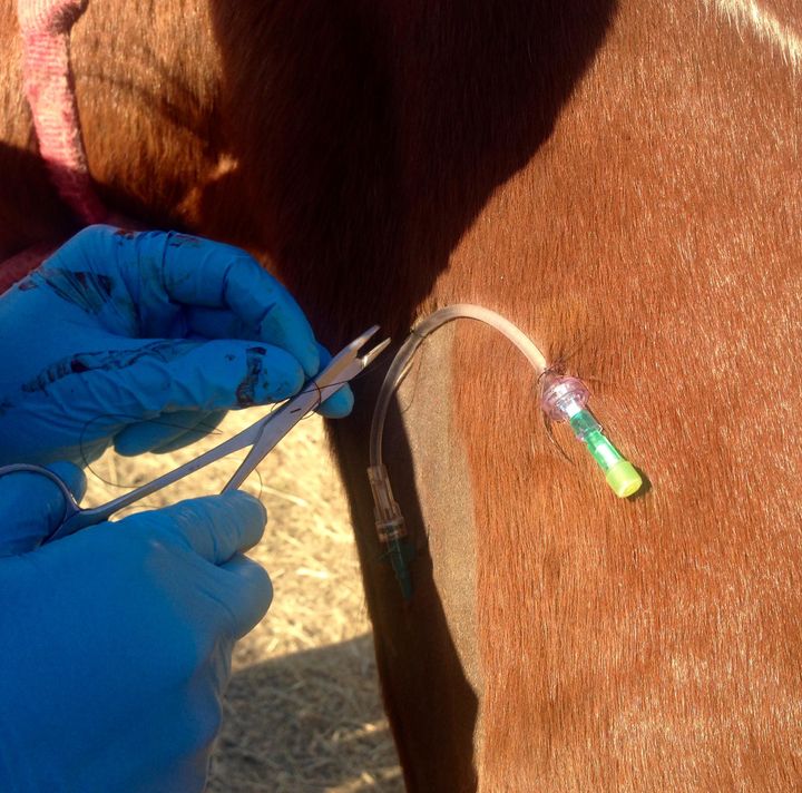 A medic learning to place an IV catheter in a horse.