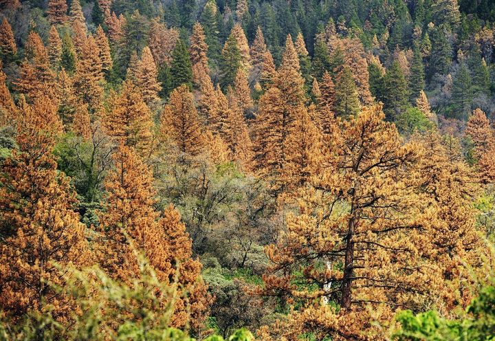 Millions of additional stressed Californian trees are expected to expire in the coming months. 