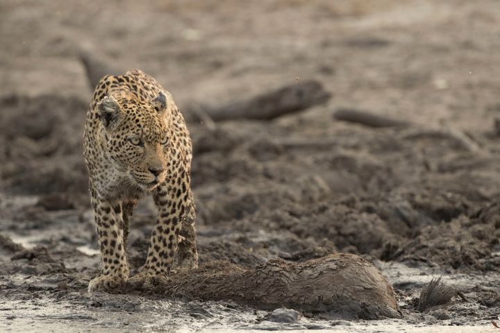 A leopard dubbed "Torn Ear," featured in Nat Geo WILD's miniseries "Savage Kingdom."