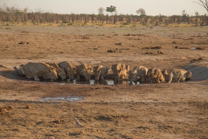 The majority of the Marsh Pride, one of the five groups of predators featured in "Savage Kingdom."