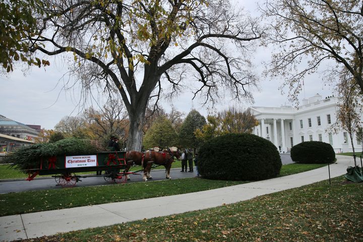 The official White House Christmas Tree arrives at the White House in Washington.