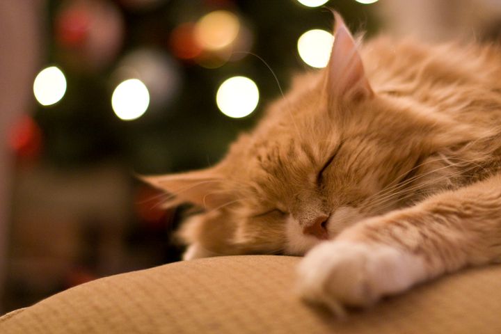 Sleeping cat in front of christmas tree catherineclarke via Getty Images
