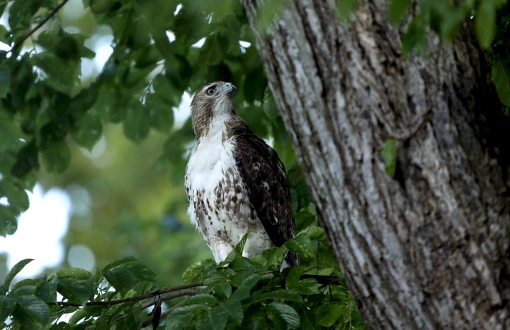 A red-tailed hawk perches on a tree on the north grounds of the White House in Washington June 26, 2015.