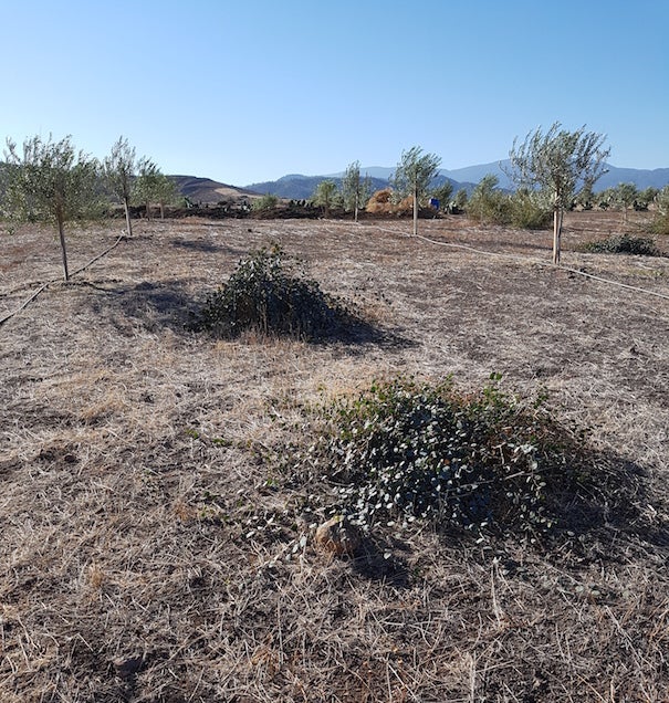 Year old Kalamon olive trees with mounds of capers.