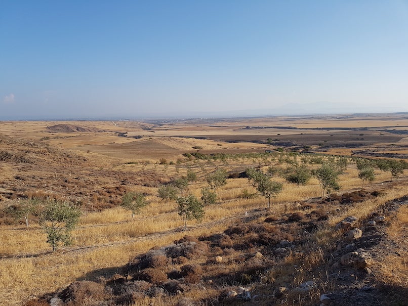 Dry farming Kalamon variety olive trees, Cyprus