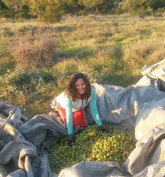 Golden Tree olive harvest 2016