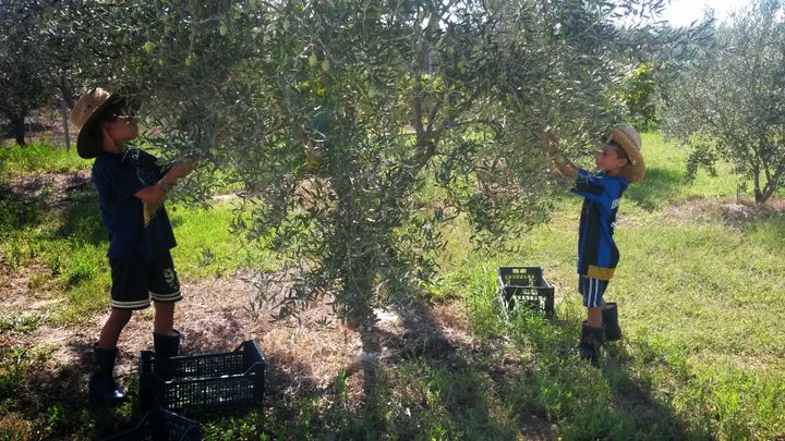 <p>Golden Tree olive harvest 2016</p>