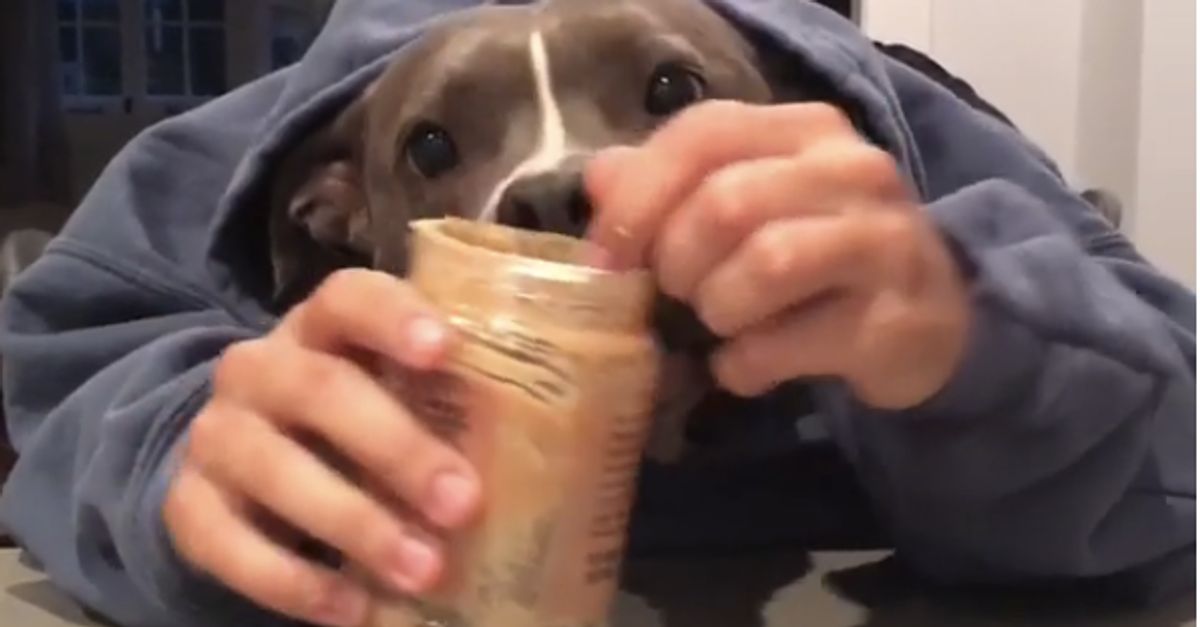 Can dogs eat human hotsell peanut butter