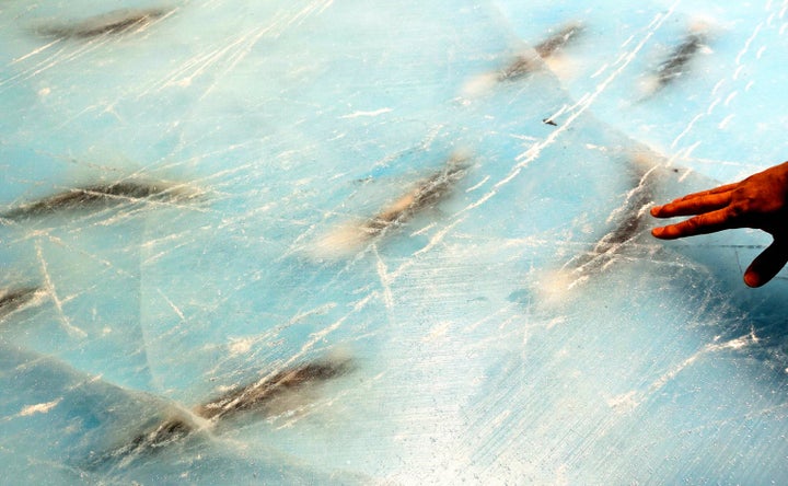 A school of dead fish embedded in the skating rink at the Space World amusement park on Nov. 26, 2016, in Kitakyushu, Fukuoka, Japan.