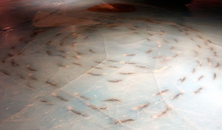 An amusement park was forced to rethink a skating rink containing thousands of frozen fish after it came under a storm of criticism for being cruel and immoral.