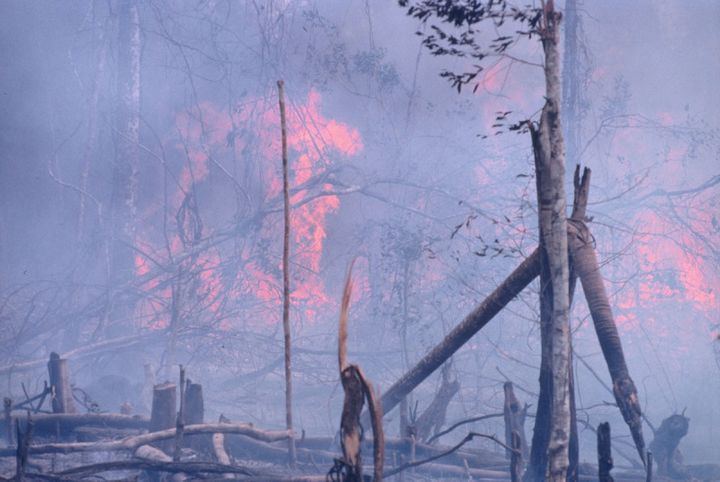 <p>A forest burns to clear land for development and planting.</p>