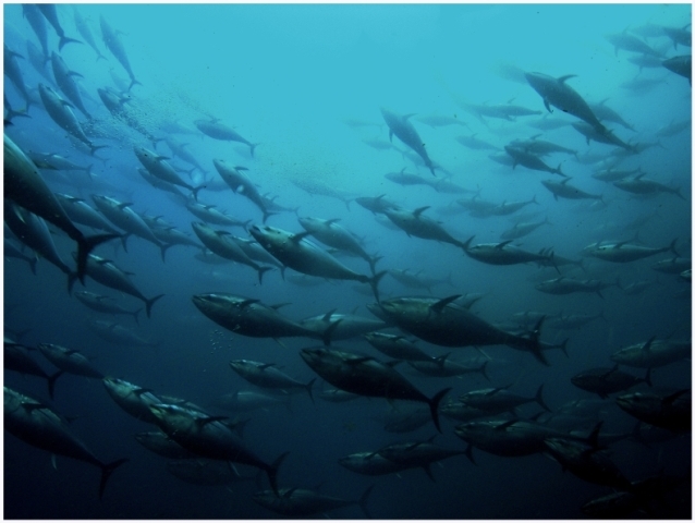 mercury poisoning tuna