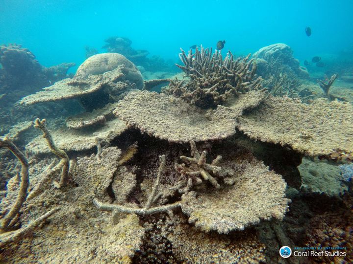 Dead table corals killed by bleaching on Zenith Reef, a northern area of the Great Barrier Reef off northeastern Australia.