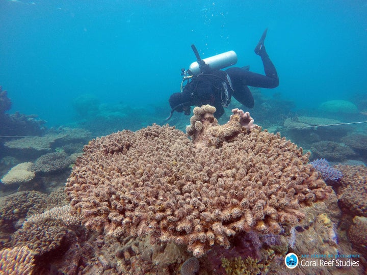 Scientists assess coral mortality on Zenith Reef after the most recent bleaching event.