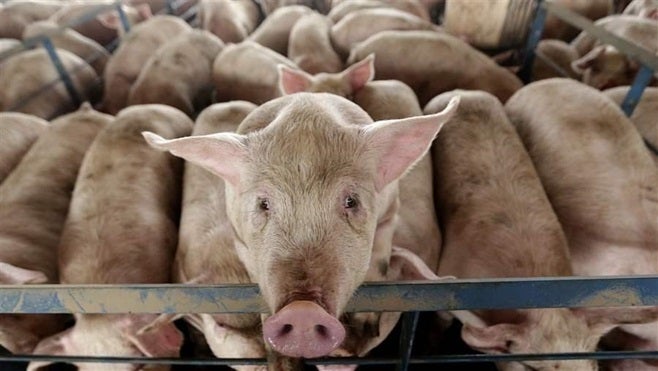 A pig looks out from a pen at a hog feeding operation near Tribune, Kansas. As more states pass laws regulating the treatment