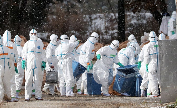 Workers wearing protective suits cull ducks after some tested positive for H5 bird flu at a poultry farm in Aomori, northern Japan. November 29, 2016.