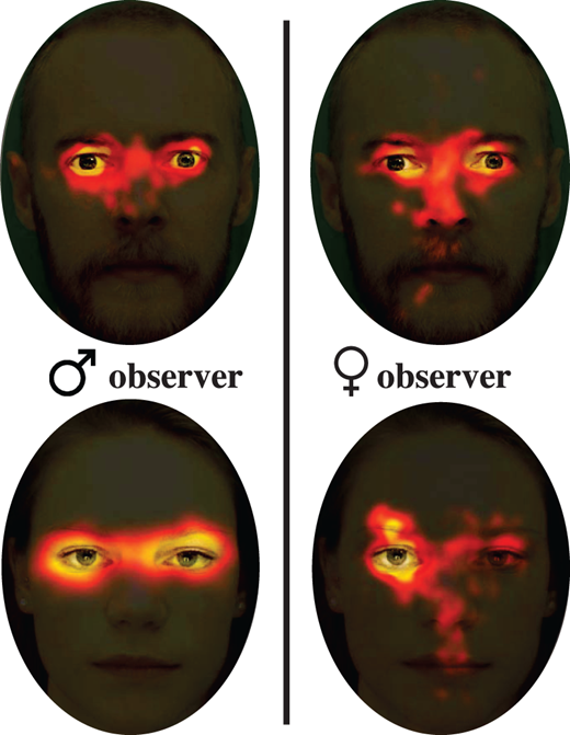 The heat maps above show eye-scanning patterns of male and female participants. 