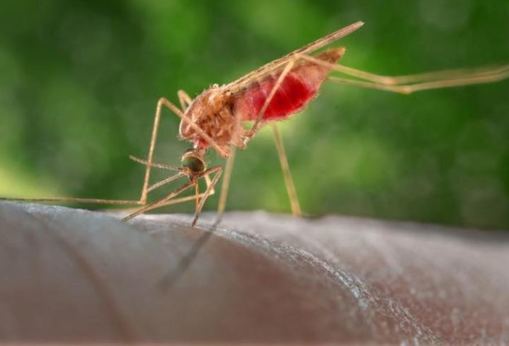 <p>Anopheles atroparvus mosquito </p>